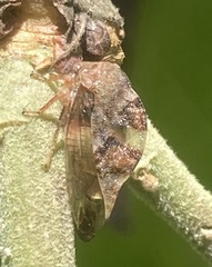 Cyrtolobus tuberosus