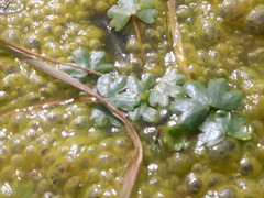 Ranunculus natans