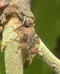 Cyrtolobus tuberosus