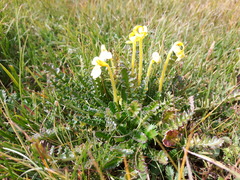 Pedicularis longiflora