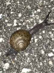 Helminthoglypta berryi