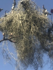 Usnea articulata