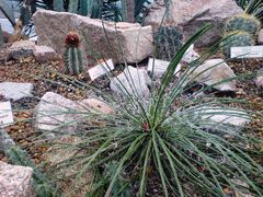 Agave geminiflora