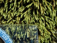 Philonotis capillaris