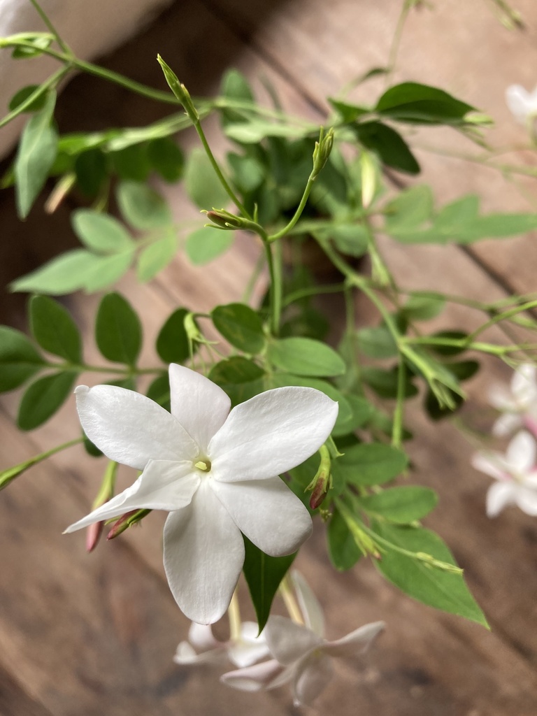 Jasminum officinale