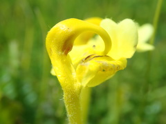 Pedicularis longiflora