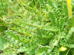 Pedicularis longiflora