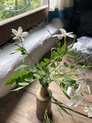 Jasminum officinale