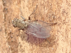 Lispocephala alma