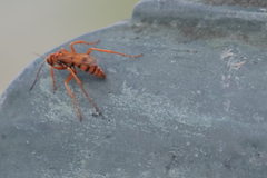 Tachypompilus mendozae