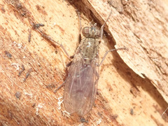 Lispocephala alma