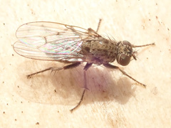 Lispocephala alma