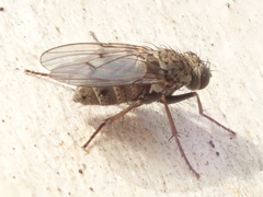 Lispocephala alma