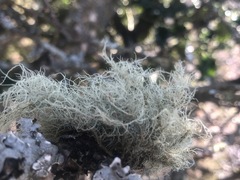 Usnea cornuta