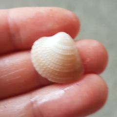 Chionopsis amathusia