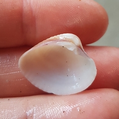 Chionopsis amathusia