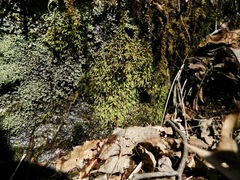 Philonotis capillaris