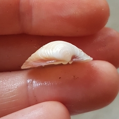 Chionopsis amathusia