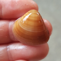 Tivela
