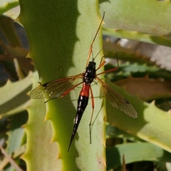 Tanyptera atrata