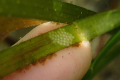 Eulithidium