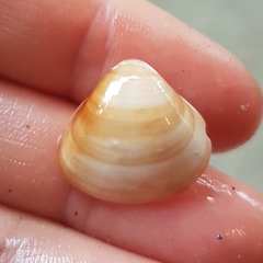 Tivela