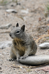Otospermophilus beecheyi nesioticus