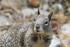 Otospermophilus beecheyi nesioticus