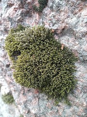 Racomitrium microcarpon