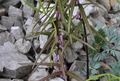 Polygonatum curvistylum