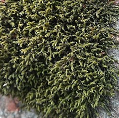 Racomitrium microcarpon