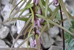 Polygonatum curvistylum