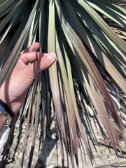 Hesperoyucca