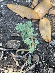 Sedum nuttallii