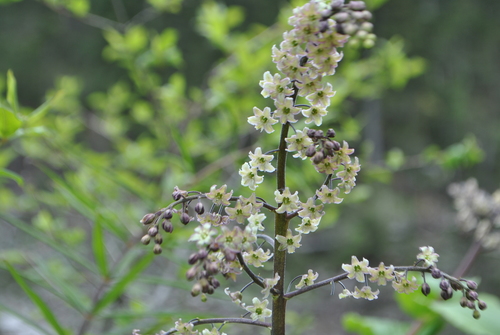 Maianthemum forrestii