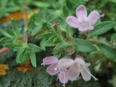 Thymus baicalensis