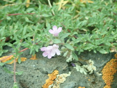 Thymus baicalensis
