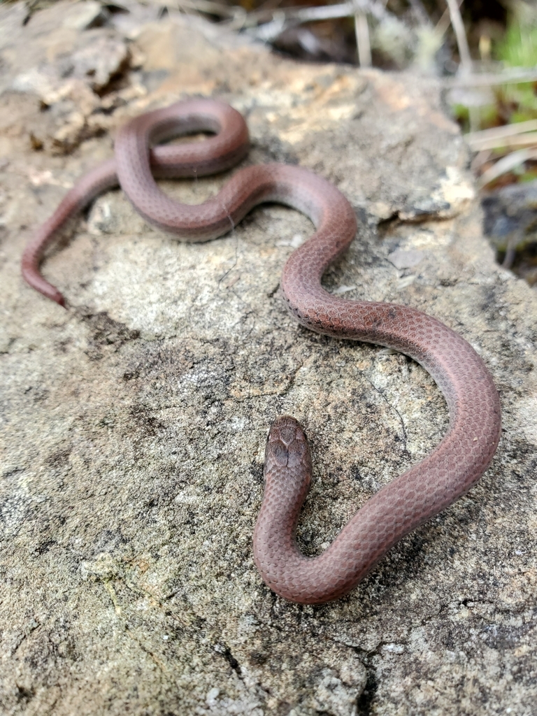 Sharp-tailed Snakes