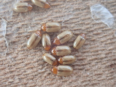 Cryptocephalus fulvus