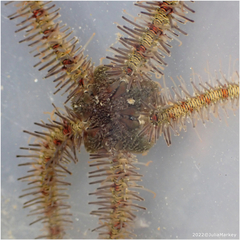 Ophiothrix rudis