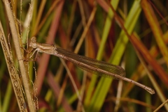 Ceriagrion glabrum