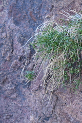 Perityle gilensis gilensis