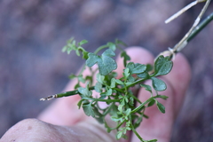 Perityle gilensis gilensis