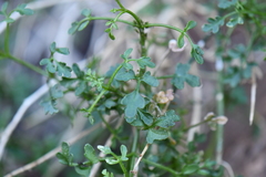 Perityle gilensis gilensis