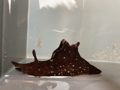 Aplysia punctata