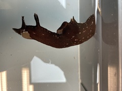 Aplysia punctata