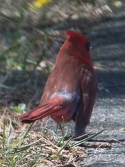 Cardinalis cardinalis
