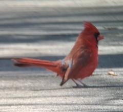 Cardinalis cardinalis