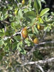 Pseudoziziphus parryi