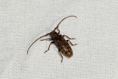 Eupogonius pauper